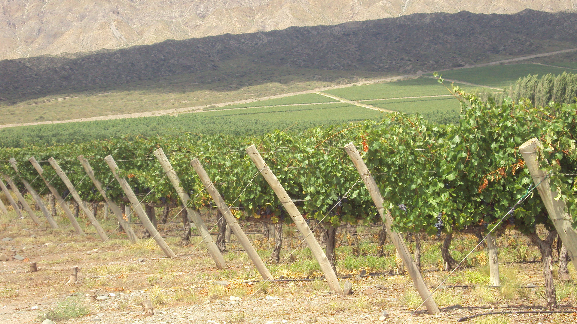 Viñedos del Valle de Pedernal, en Sarmiento, San Juan. Fotografía de archivo de febrero de 2014; no corresponde al concurso de 2026.