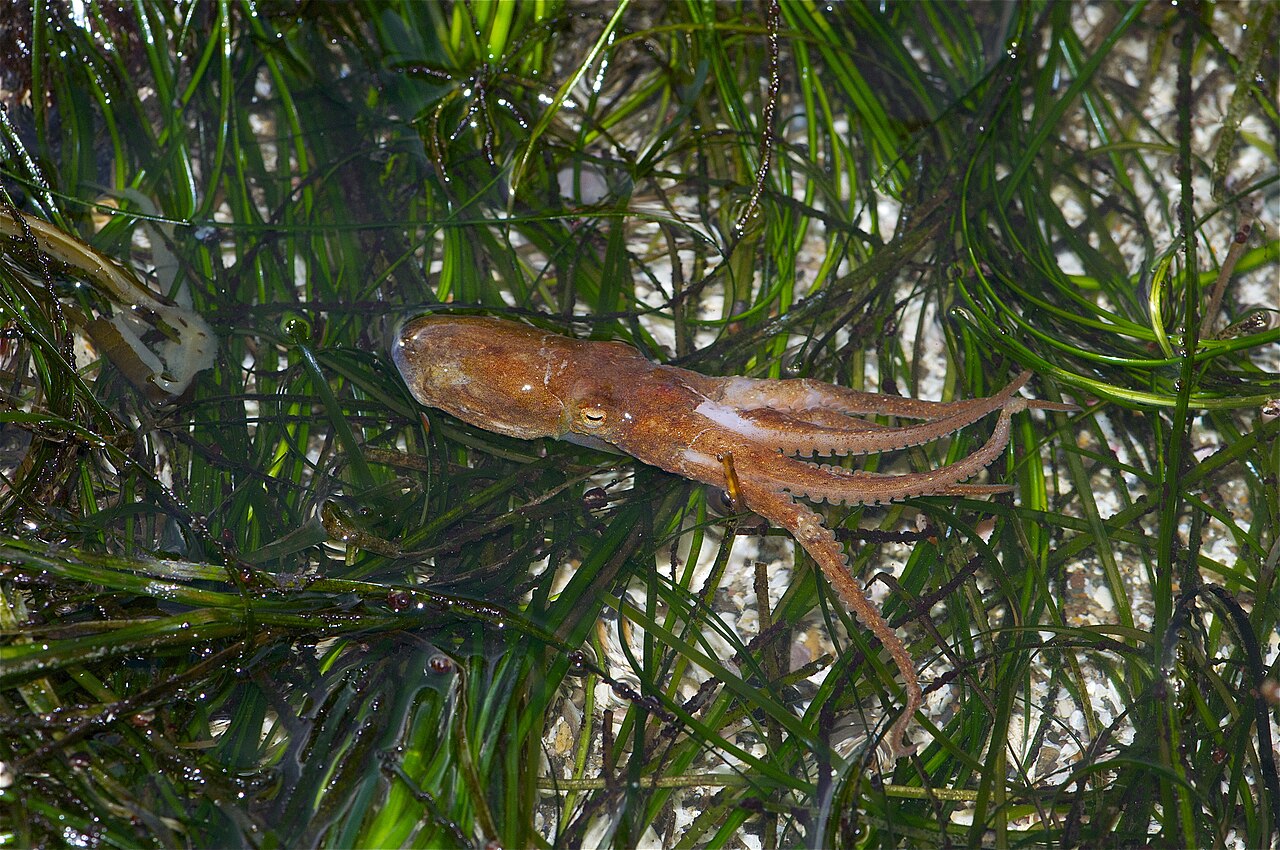 Pulpo californiano de dos manchas (Octopus bimaculoides) entre vegetación marina. Fotografía de archivo de Jerry Kirkhart, tomada el 5 de noviembre de 2010; muestra una de las especies estudiadas, no un ejemplar del experimento de 2026.