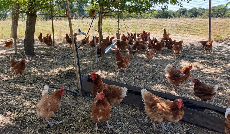 Gallinas en un corral arbolado, fotografía difundida por el SENASA junto al informe de vigilancia aviar del 16 de octubre. No identifica una toma de muestras ni animales enfermos.