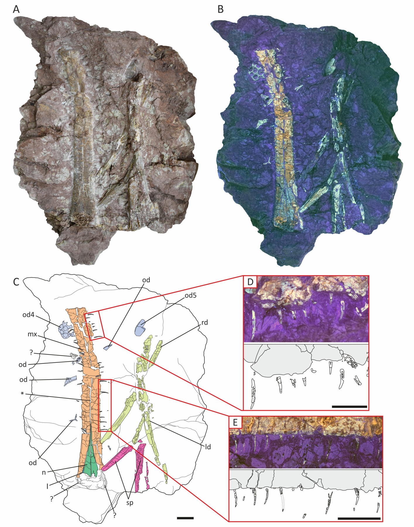 Lámina científica del holotipo FSAC-TLSNT-200 de Ctenosuchus tenuidens, con fotografías bajo luz normal y ultravioleta, detalles dentales y dibujos anatómicos. Material fechado el 23 de septiembre de 2026.