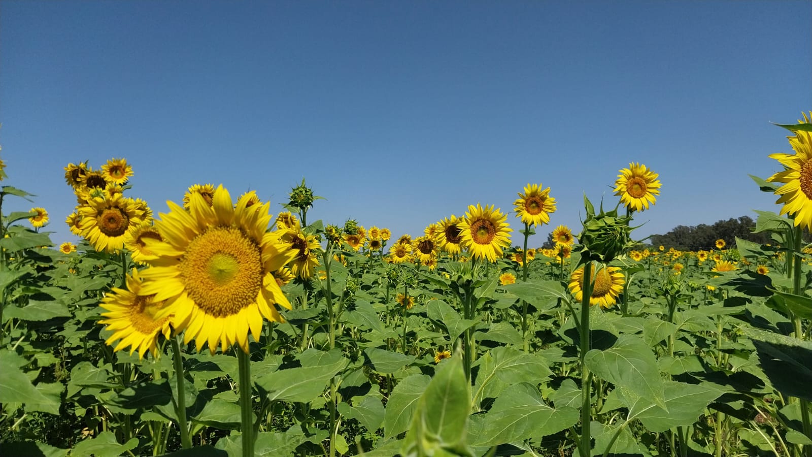 Cultivo de girasol en una fotografía de referencia publicada por el INTA junto con su informe sanitario; fecha y lote de captura no informados.
