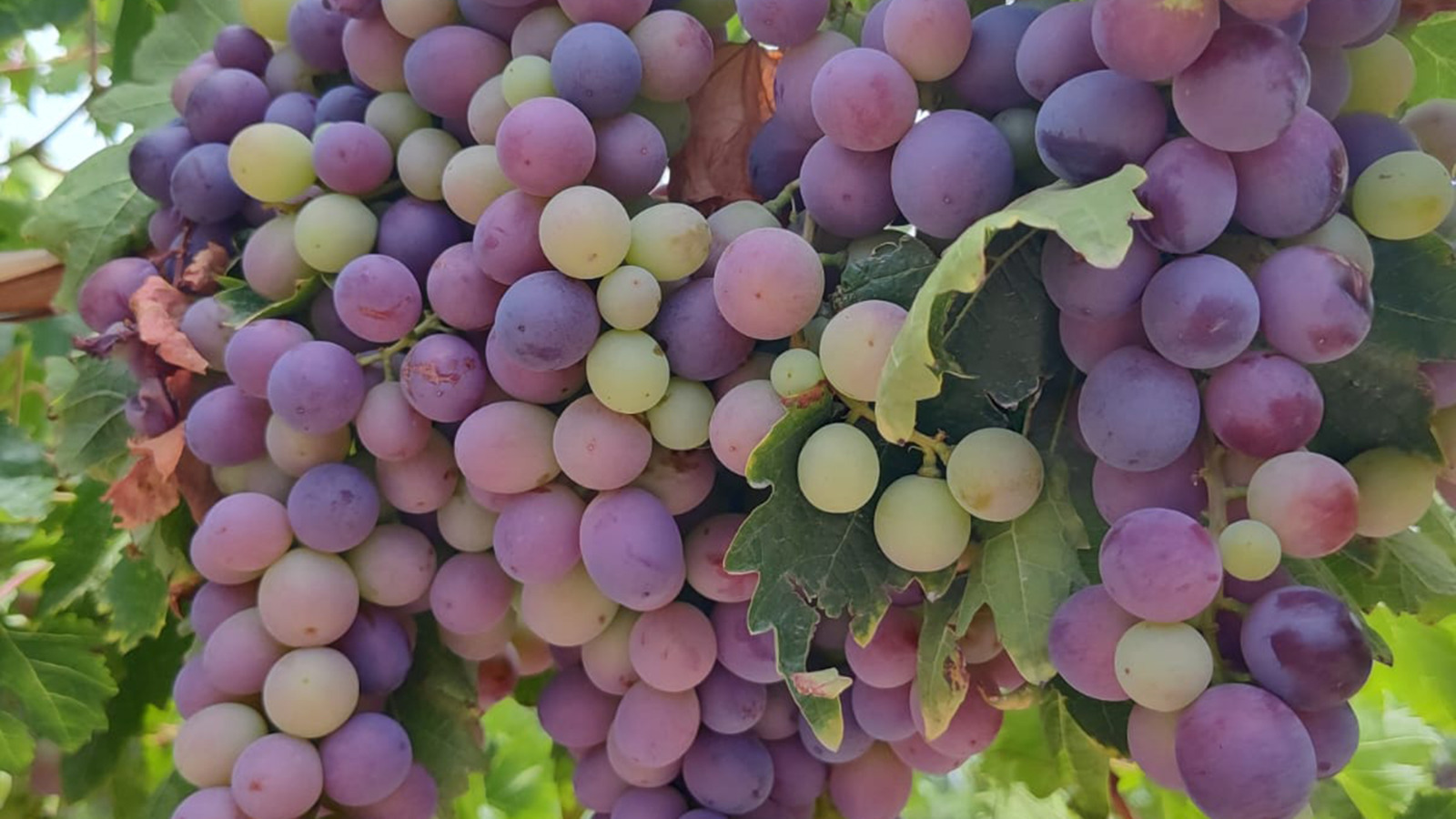 Racimos de uvas en la planta, en la fotografía difundida por SENASA para su alerta de Lobesia en Mendoza; no muestra los racimos florales de 5 a 7 centímetros indicados para el tratamiento.
