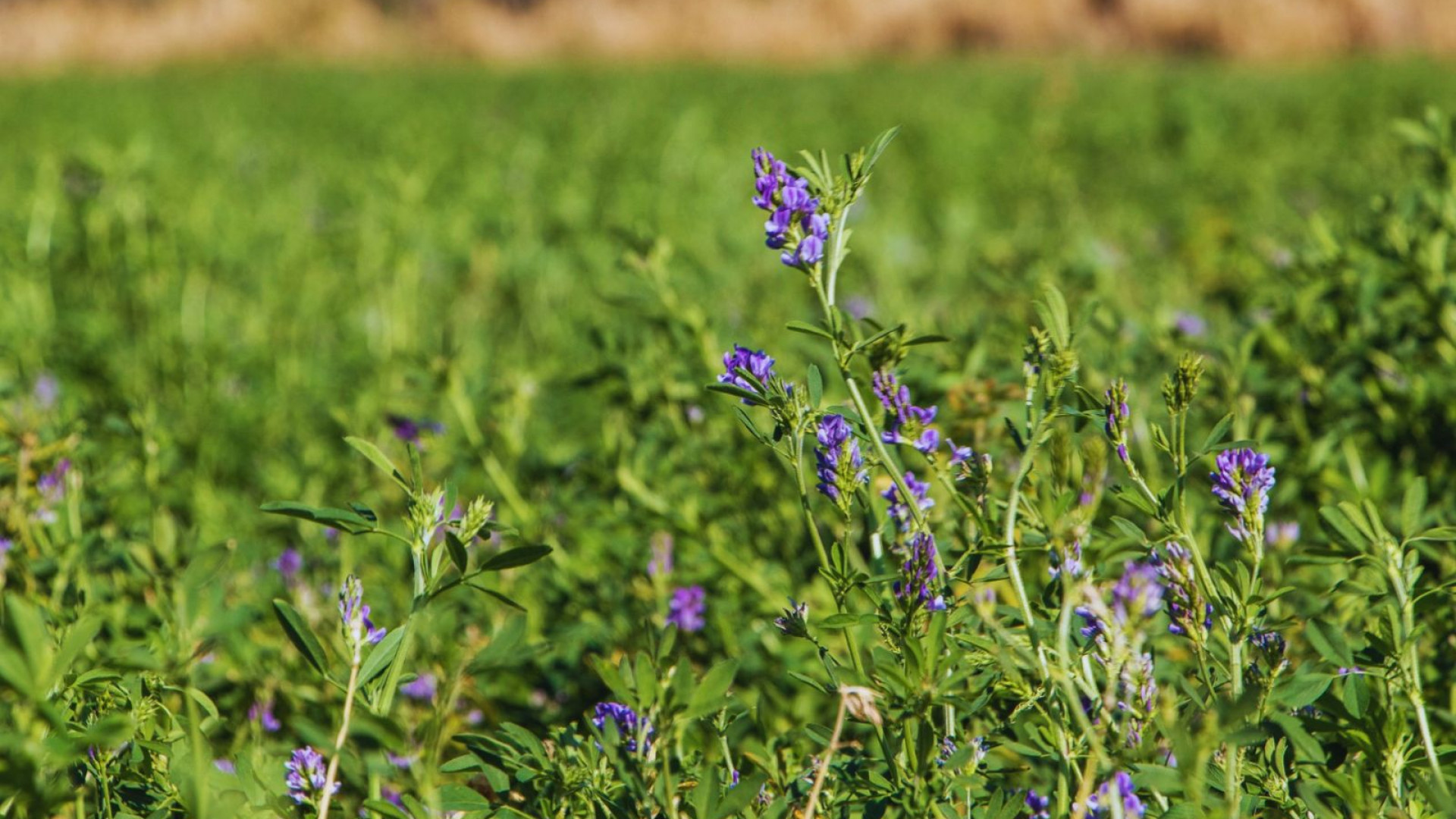 Alfalfa con flores violetas en la fotografía difundida por el INTA junto con su presentación sobre mejoramiento genético. Publicada el 27 de octubre de 2026; fecha y lugar de toma no informados.