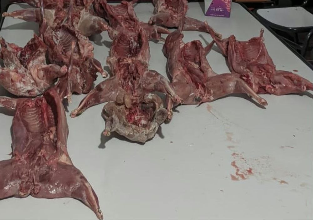 Secuestraron fauna silvestre y rescataron un ave protegida en un control de Vallecito