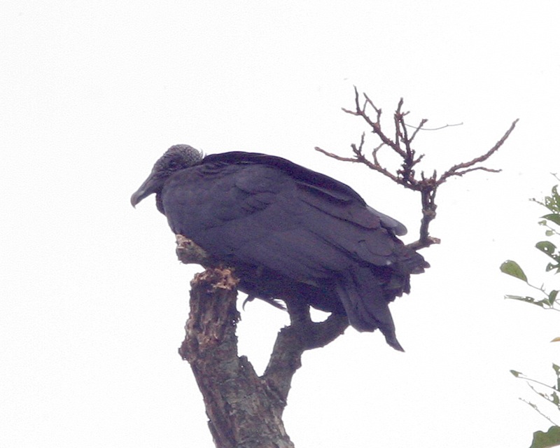 Jote cabeza negra (Coragyps atratus) con plumaje desarrollado, fotografiado en Iguazú en abril de 2006. Archivo de la especie: no muestra los ejemplares ni los nidos estudiados en Rawson.
