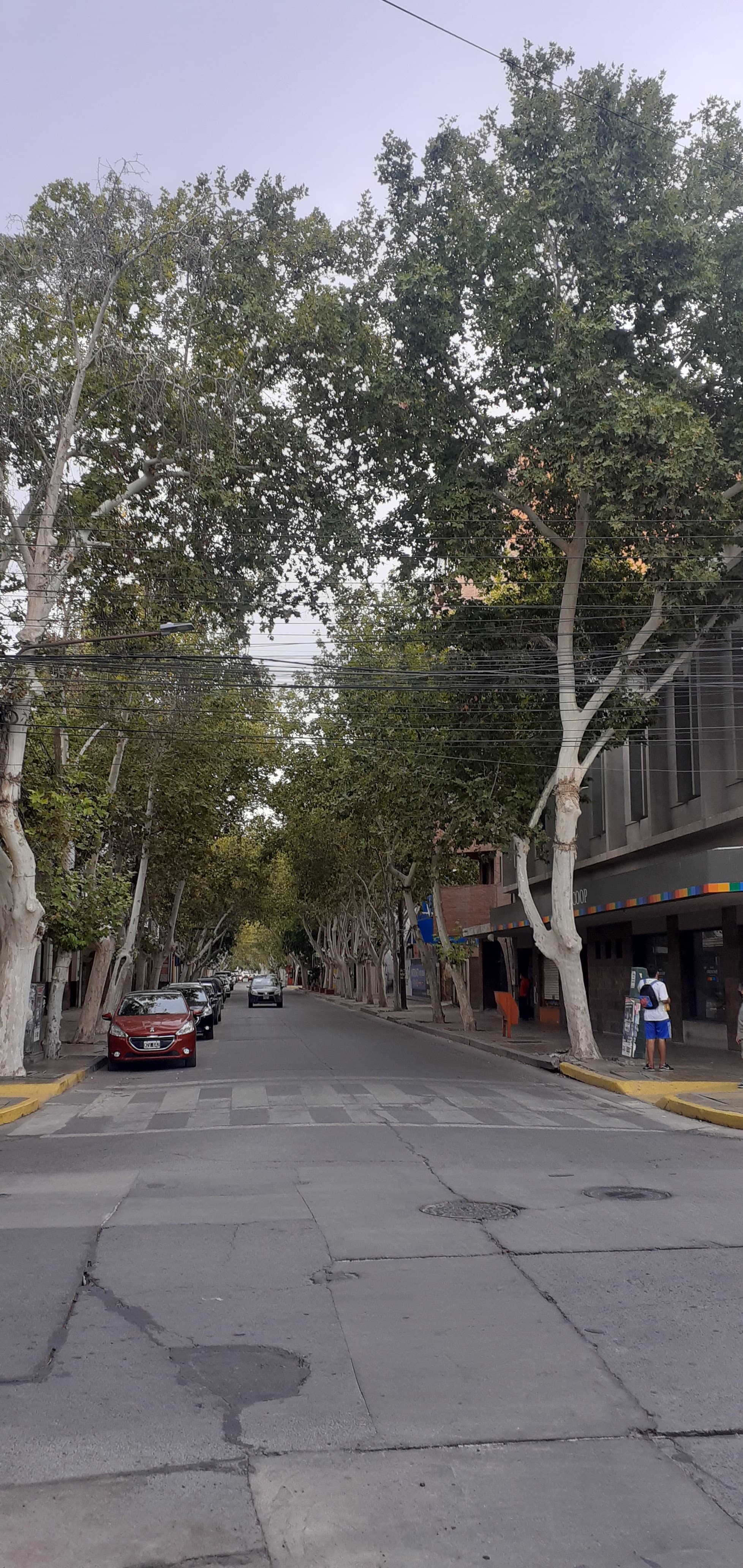 Árboles sobre las veredas de calle Rivadavia, vista desde Mendoza, en Capital. Fotografía de archivo de febrero de 2024; no corresponde a los trabajos anunciados.