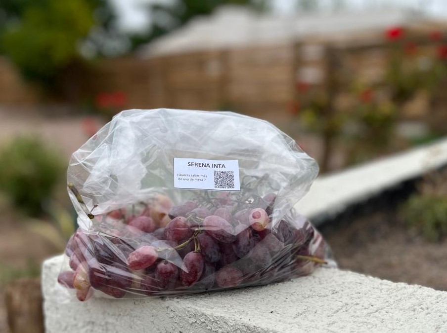 Uvas Serena INTA en un envase identificado, fotografía publicada por el INTA en marzo de 2025. Archivo sobre el mejoramiento local: no muestra las variedades extranjeras de la visita anunciada.