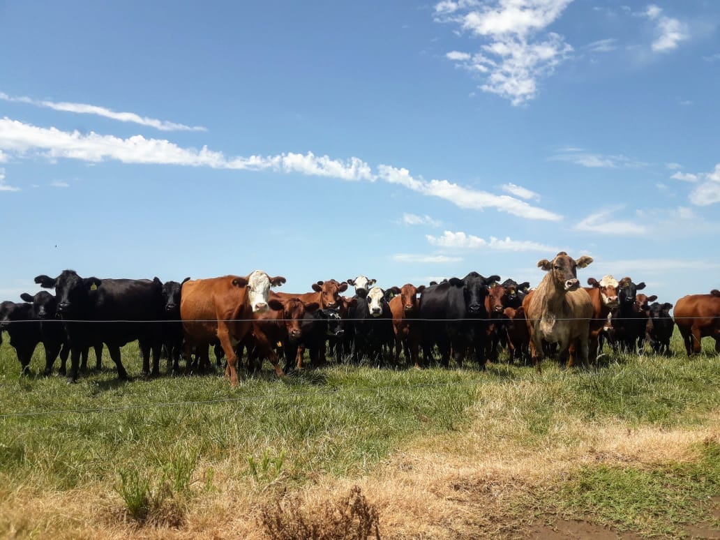 Hacienda bovina en un establecimiento rural, fotografía difundida por Senasa con su comunicación del 23 de octubre de 2026. No identifica una tropa inspeccionada ni un brote.