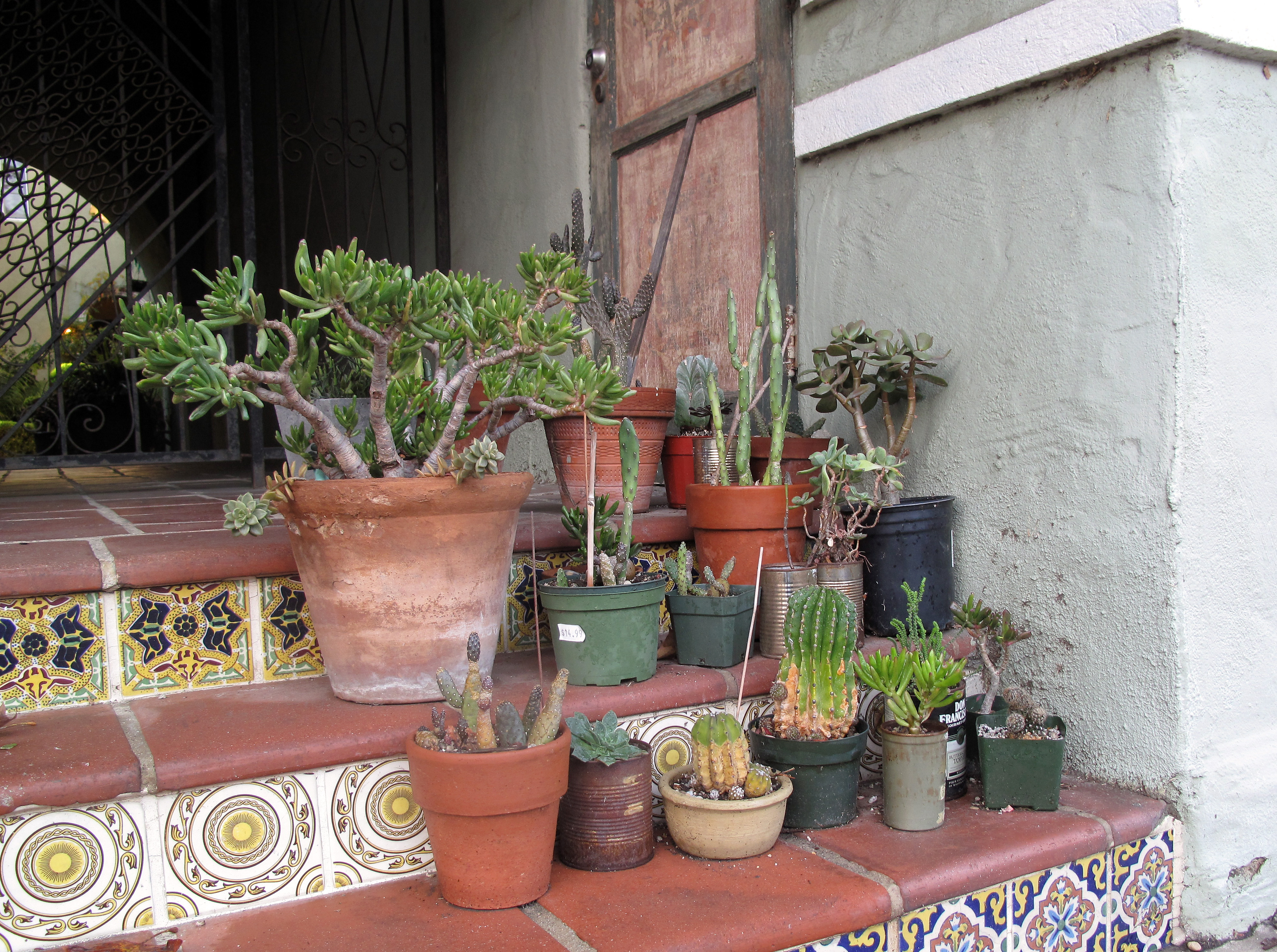 Suculentas y cactus en macetas en Los Ángeles, Estados Unidos, en diciembre de 2021. Fotografía ilustrativa de archivo; no corresponde al ecocanje de Rivadavia ni a los ejemplares que se entregarán.