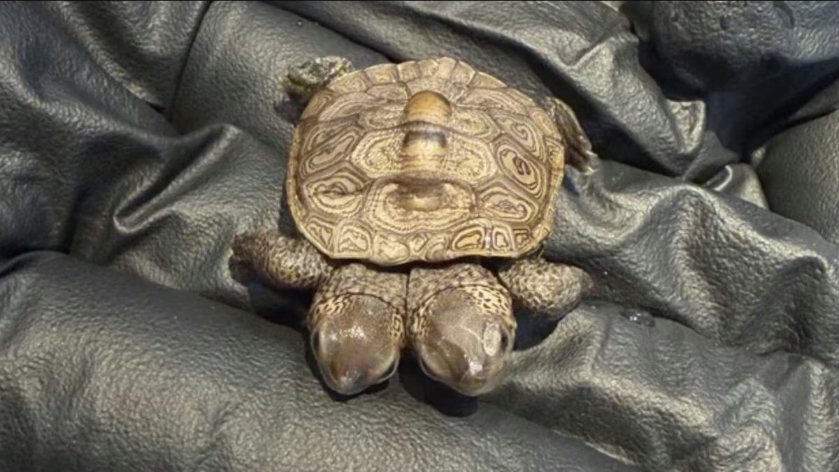 Fotografía vinculada a: Encontraron una tortuga diamante de dos cabezas en un nido protegido de Massachusetts.
