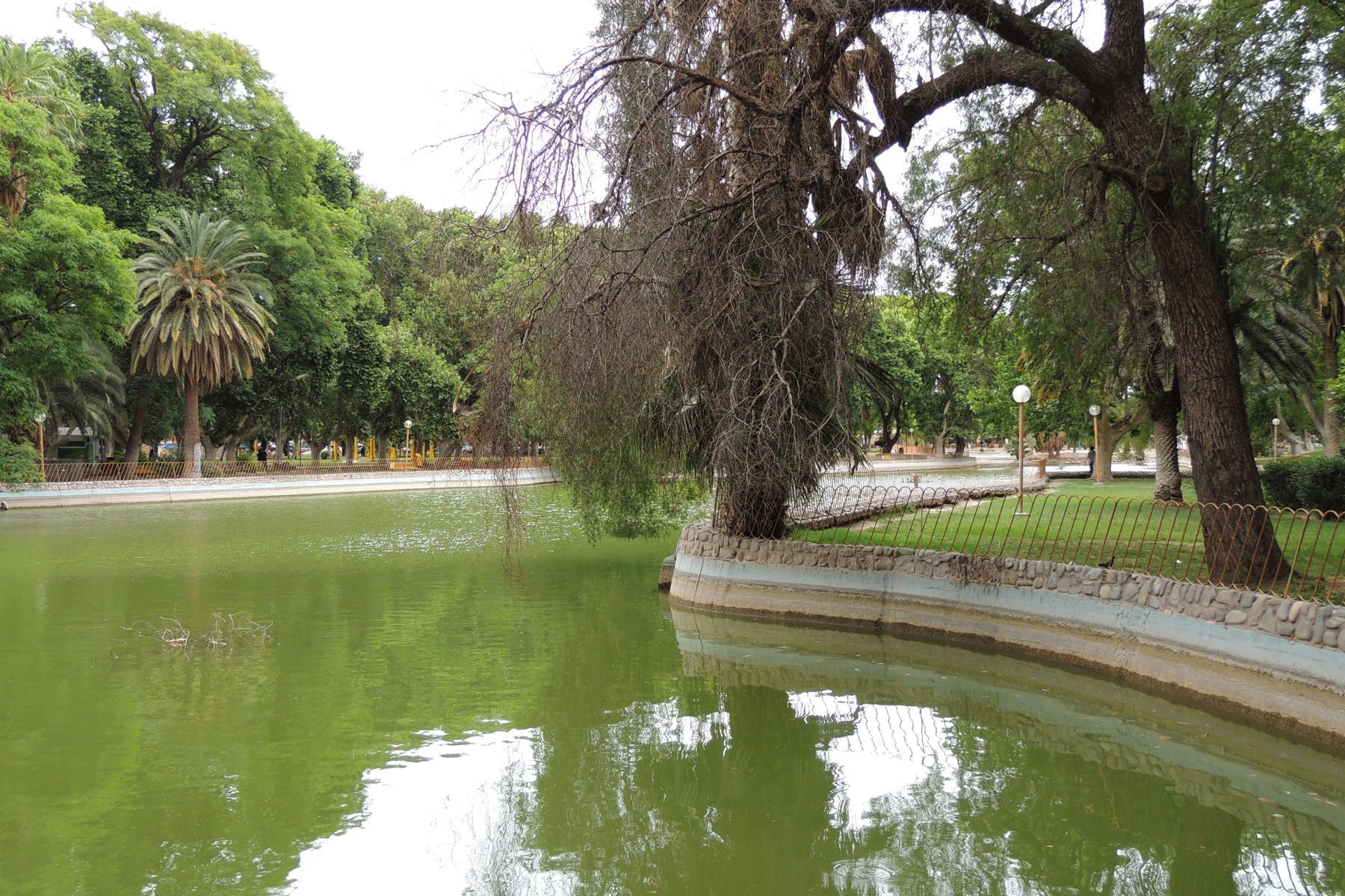 Árboles alrededor del lago del Parque de Mayo en San Juan. Fotografía de Miguel tomada el 25 de noviembre de 2013; contexto del arbolado urbano provincial, no registro de la entrega de 2026.