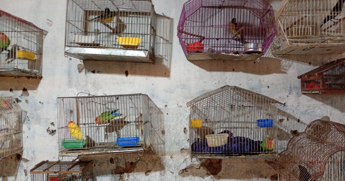 San Juan informó el rescate de 224 aves en operativos contra la captura ilegal