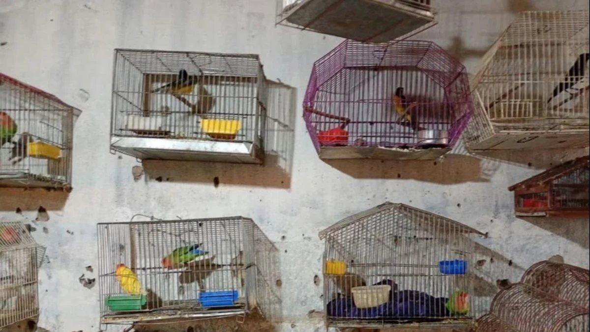 Aves silvestres en jaulas antes de la evaluación veterinaria