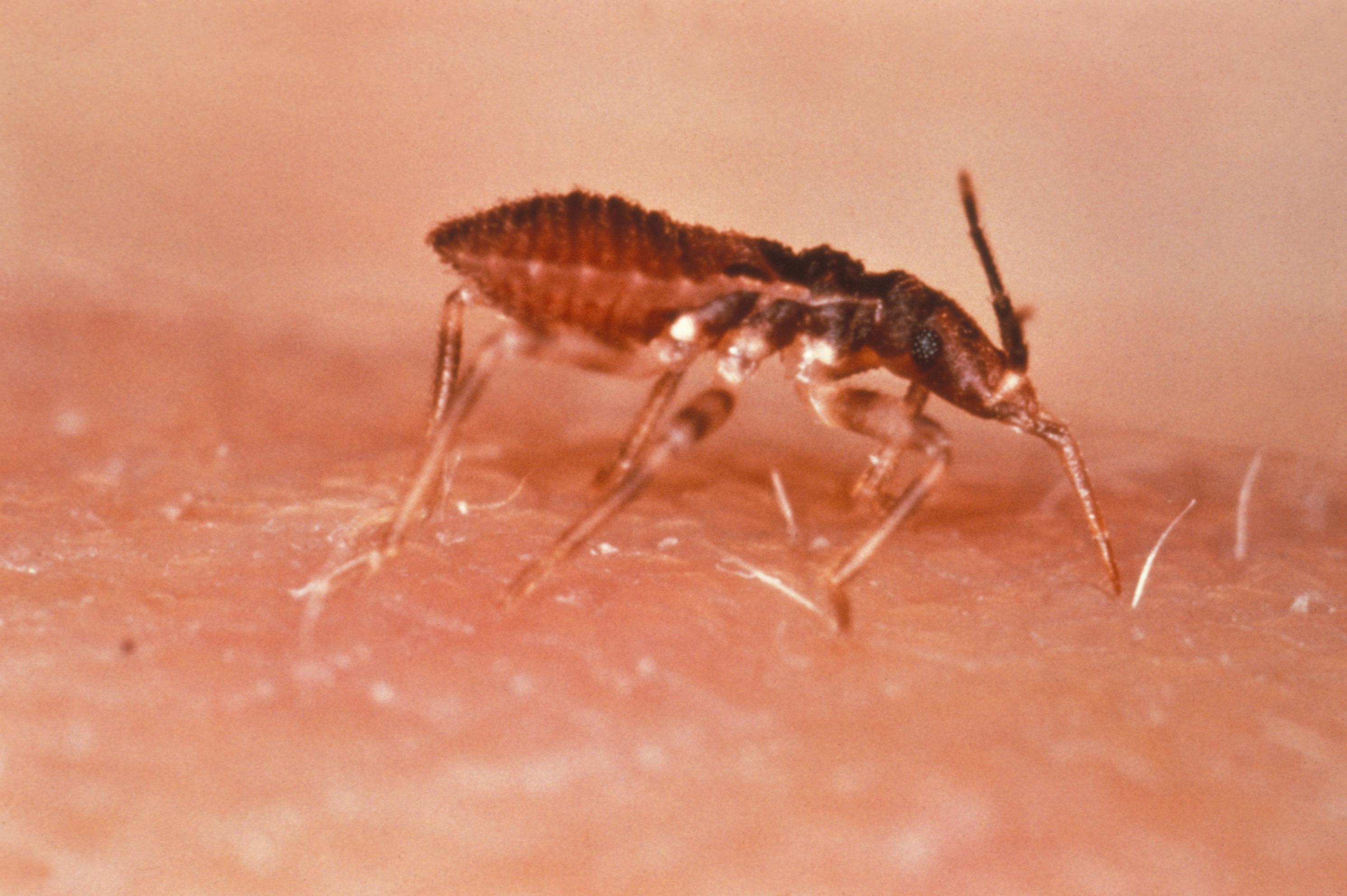 Ninfa de Triatoma infestans. Fotografía científica de archivo de 1976; no corresponde a un hallazgo en Rivadavia.