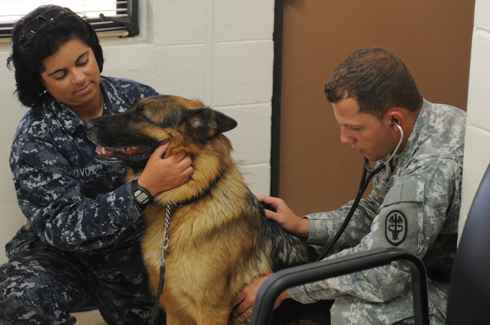 Examen veterinario de un perro en una clínica de Guantánamo; imagen de archivo de 2011, ajena al operativo de Chimbas.