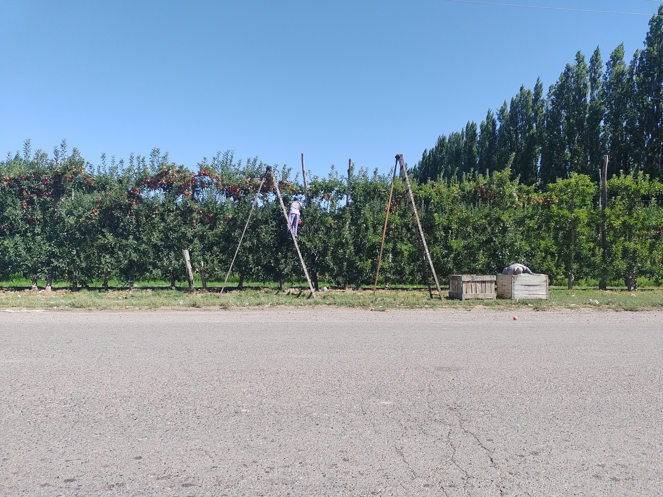 Cosecha manual de manzanas en Allen, Río Negro, el 15 de febrero de 2024. Foto de archivo de trabajo rural; no identifica beneficiarios del régimen.