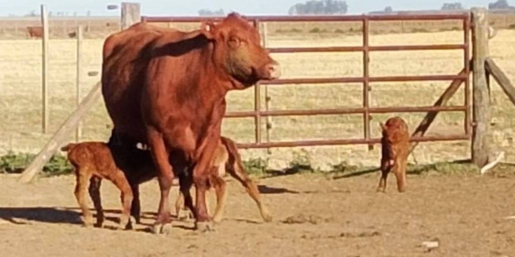 Vaca Aberdeen Angus colorada junto a sus tres terneros en Córdoba
