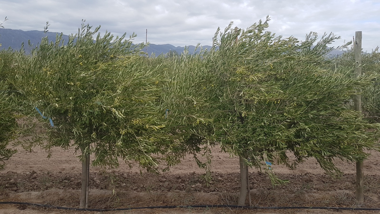 Olivos y una línea de riego por goteo en la fotografía que el INTA difundió en 2023 sobre sus ensayos en San Juan. Imagen de archivo, no tomada en octubre de 2026.