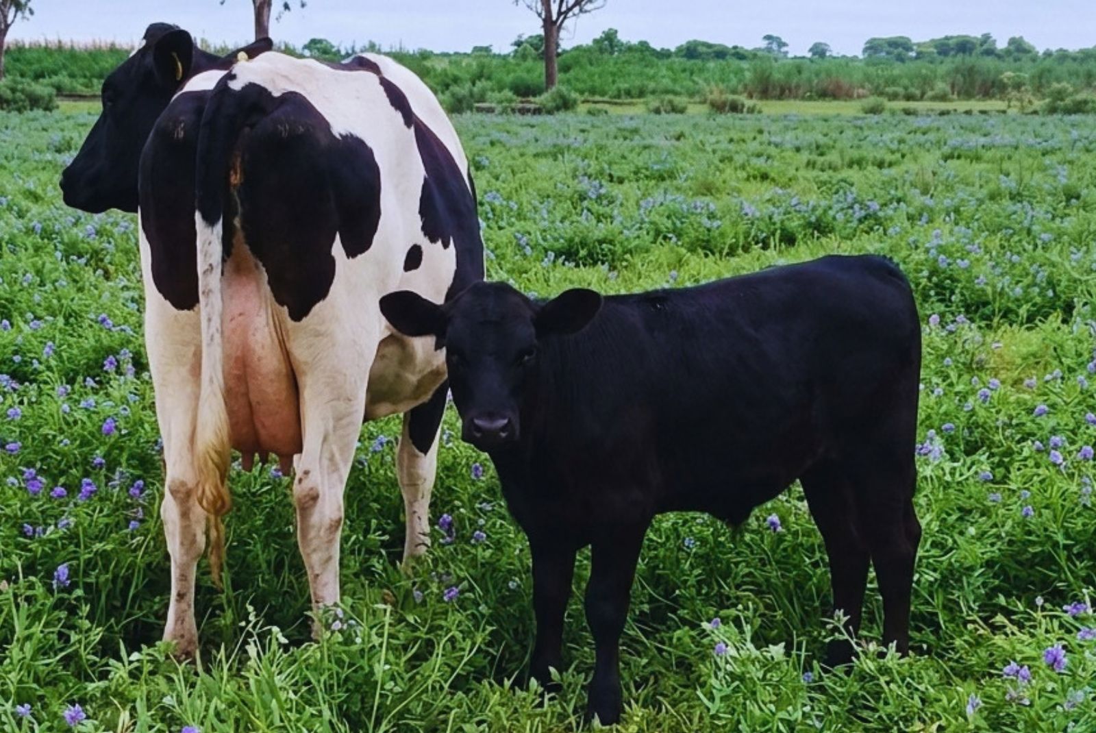 Una vaca lechera y un ternero negro en una pastura, en la fotografía difundida por el INTA para explicar los cruzamientos carniceros