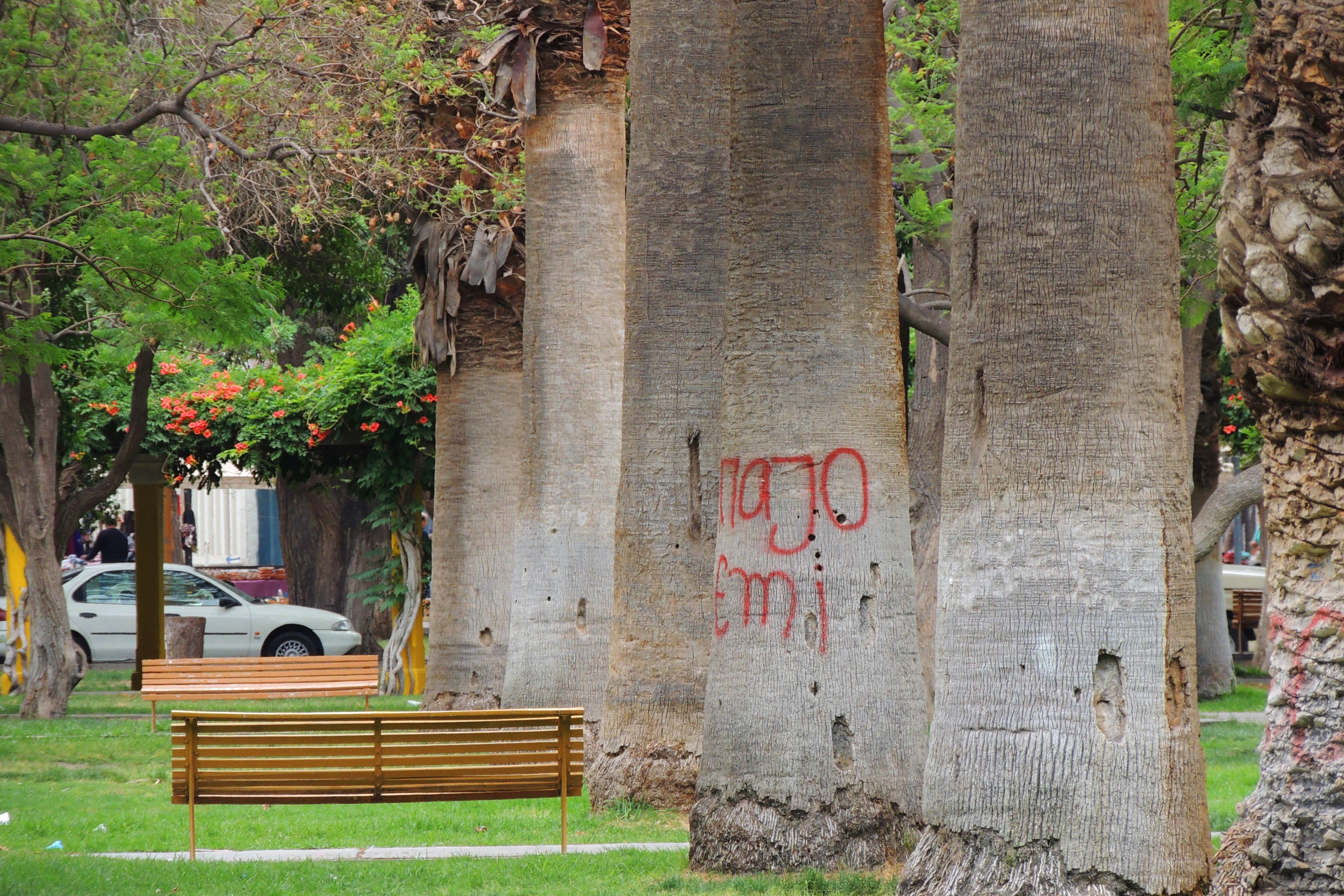 Palmeras y bancos del Parque de Mayo en la ciudad de San Juan, fotografiados por Miguel el 25 de noviembre de 2013. Archivo del parque donde se realizará la actividad; no muestra el Marareciclón de 2026.
