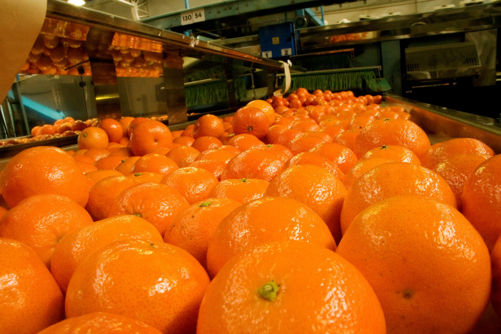 Naranjas en una línea de empaque. Imagen de contexto publicada por Agricultura el 26 de octubre de 2026; no documenta una auditoría determinada y no se informa la fecha de toma.