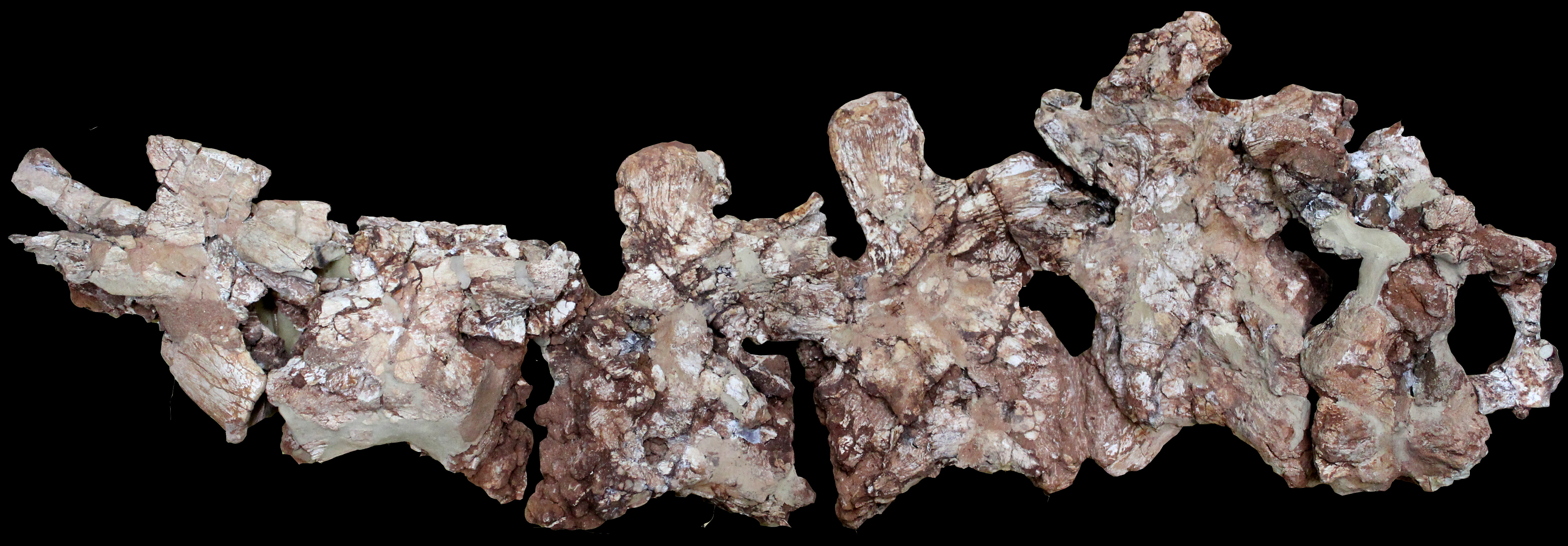 Vértebras cervicales del ejemplar tipo PVSJ 1086 de Ingentia prima, dinosaurio hallado en Balde de Leyes. Fotografía científica de archivo publicada en 2021; no muestra la reunión de 2026.