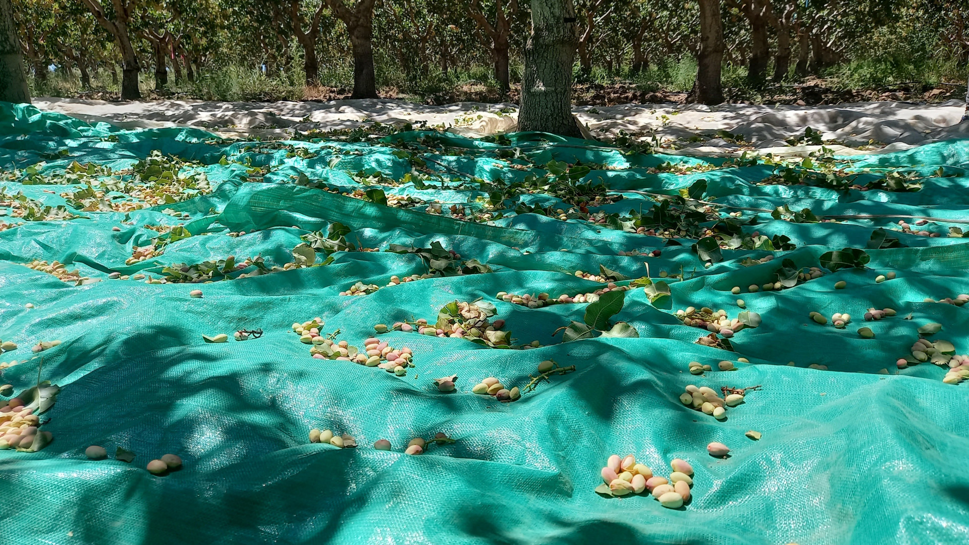 Pistachos cosechados sobre mantas bajo los árboles. Fotografía de archivo difundida por el INTA en 2024; no corresponde a Expo Innova Cuyo.