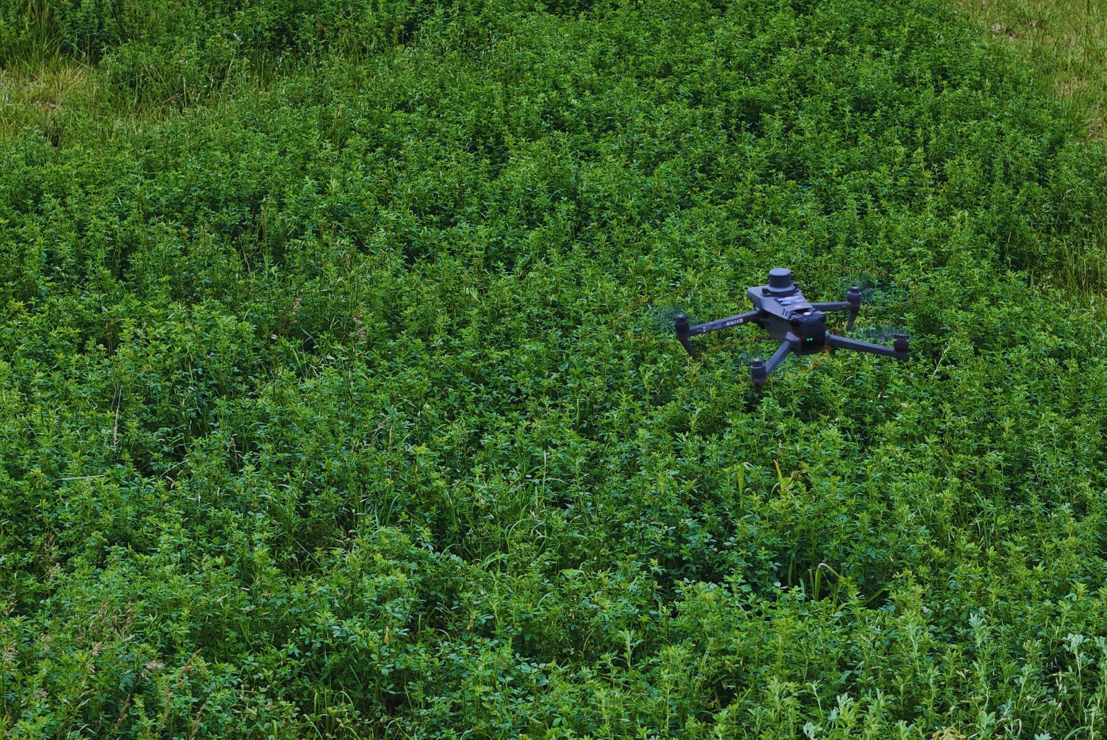 Dron sobre vegetación en la fotografía difundida por el INTA para ilustrar su investigación sobre detección de malezas en alfalfa. Publicada el 23 de octubre de 2026; fecha de toma no informada.