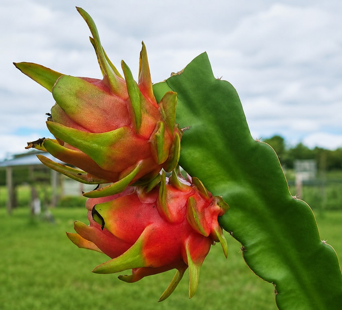 Dos frutos de pitahaya en una planta, en la fotografía difundida por el INTA con su investigación.