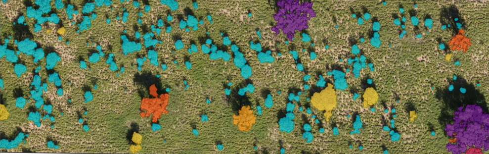 Fotografía aérea de una parcela con vegetación leñosa resaltada mediante una clasificación de colores superpuesta, publicada por INTA La Rioja como imagen del estudio.
