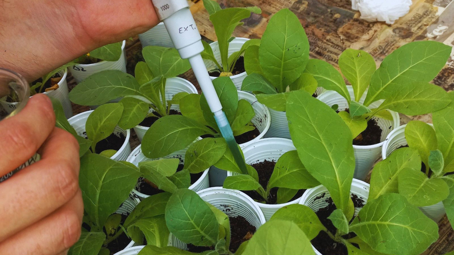 Aplicación con micropipeta sobre plantines en la fotografía difundida por el INTA sobre TrichoNOA-Salta.
