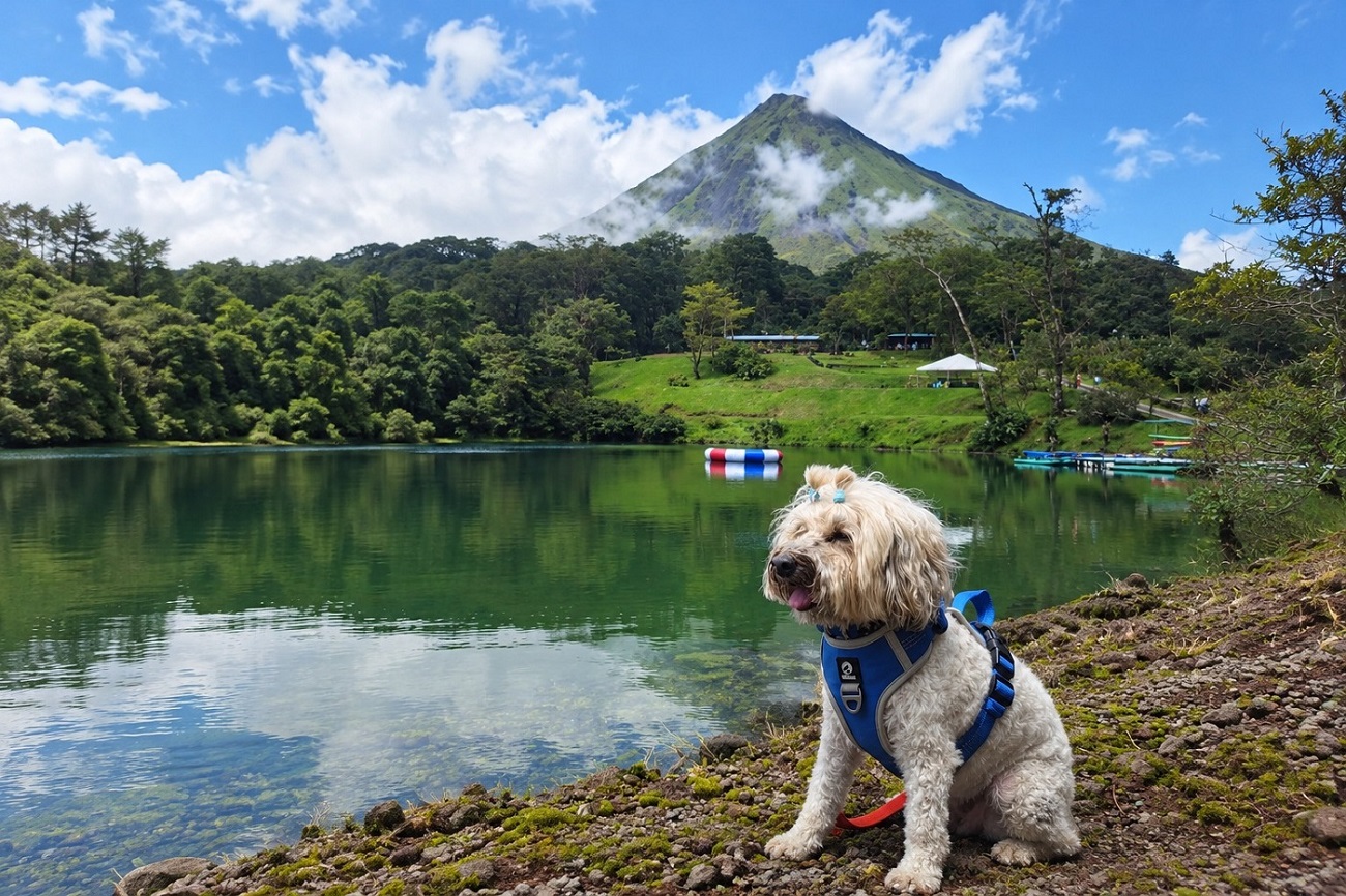 Perro con arnés junto a un lago y una montaña, en la fotografía que acompaña la guía de viajes del SENASA. La fuente no precisa lugar ni fecha de la toma; no se presenta como un viaje actual.