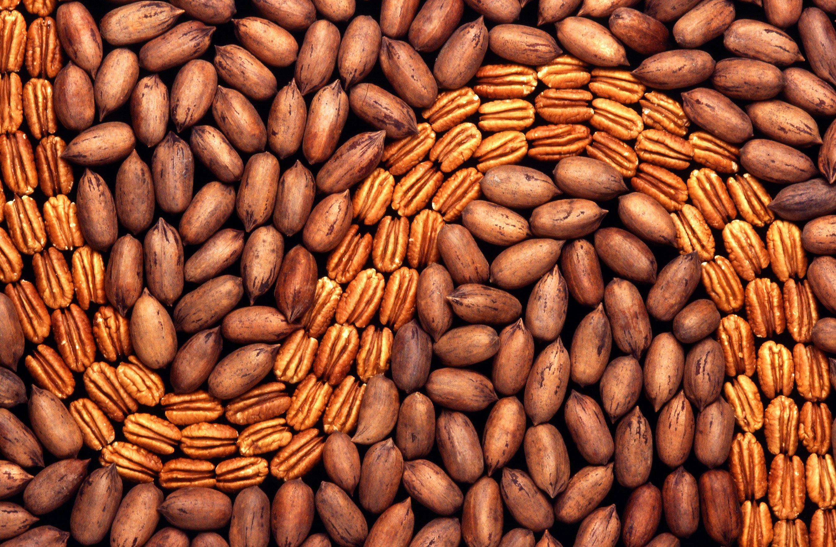 Nueces pecán con y sin cáscara en una fotografía de archivo de USDA; la imagen ilustra el cultivo y no muestra las variedades ni los ensayos argentinos de esta investigación.