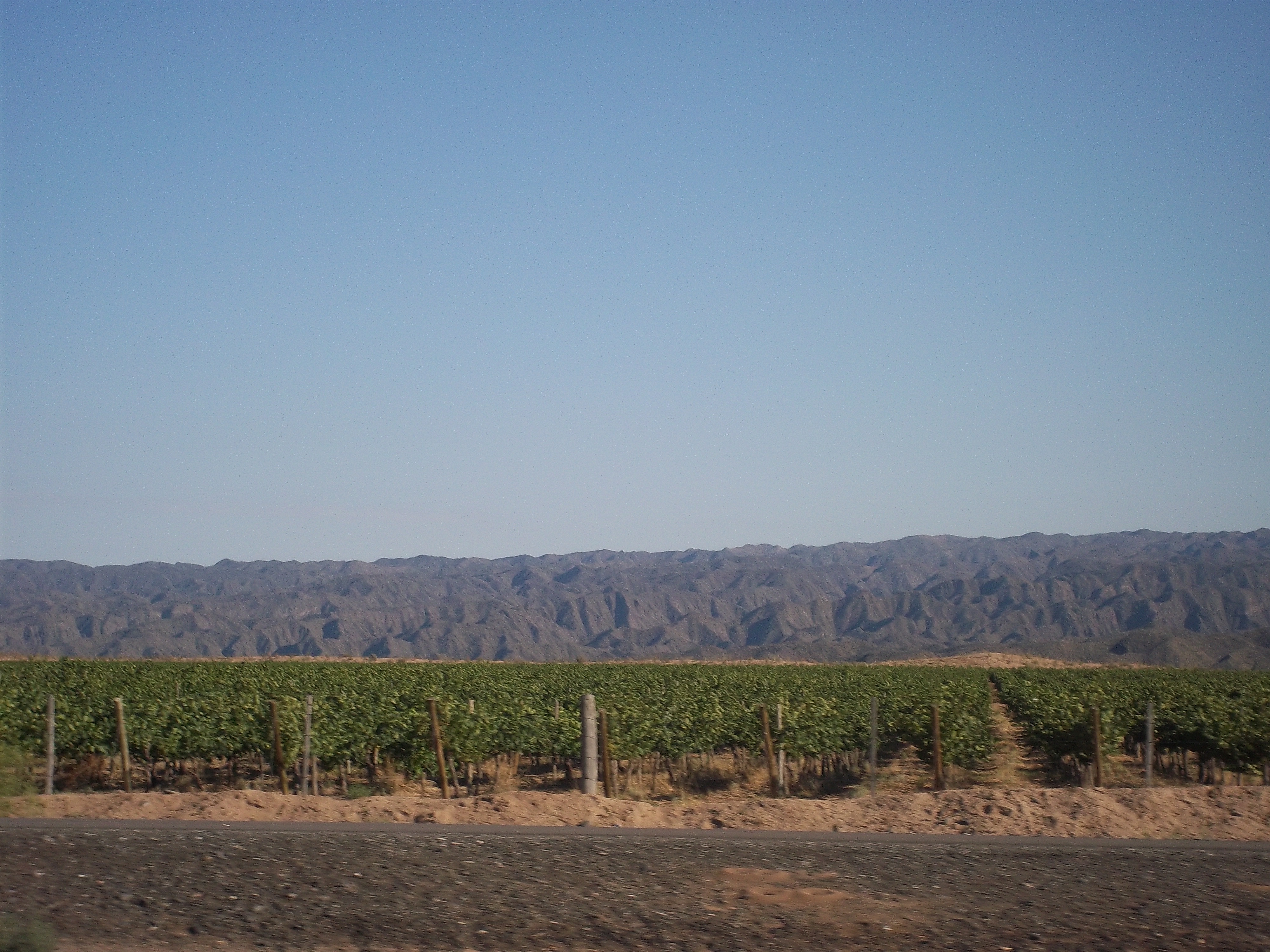 Viñedos cerca de Pozo de los Algarrobos, Caucete, San Juan. Fotografía de archivo del 1 de enero de 2011; la ficha no identifica las variedades cultivadas.