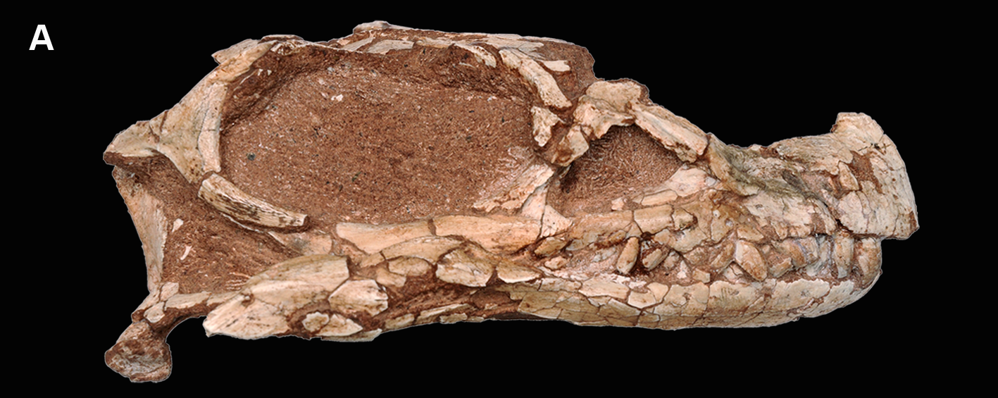Cráneo fósil de Leyesaurus marayensis, ejemplar PVSJ 706 hallado cerca de Balde de Leyes, Caucete. Fotografía científica publicada en 2011; no corresponde a Ingentia prima ni a una excavación actual. Panel A de la figura 3.