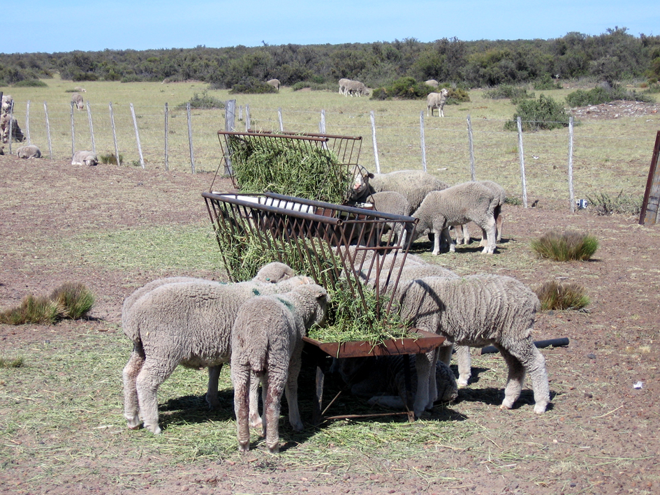 Ovinos alimentándose en comederos a campo, fotografía difundida por el INTA con su informe de precios.