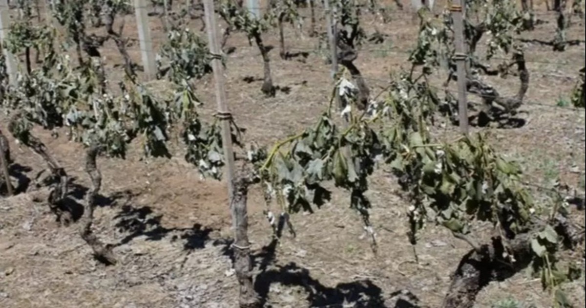 Vides con hojas dañadas en un cultivo afectado por bajas temperaturas.