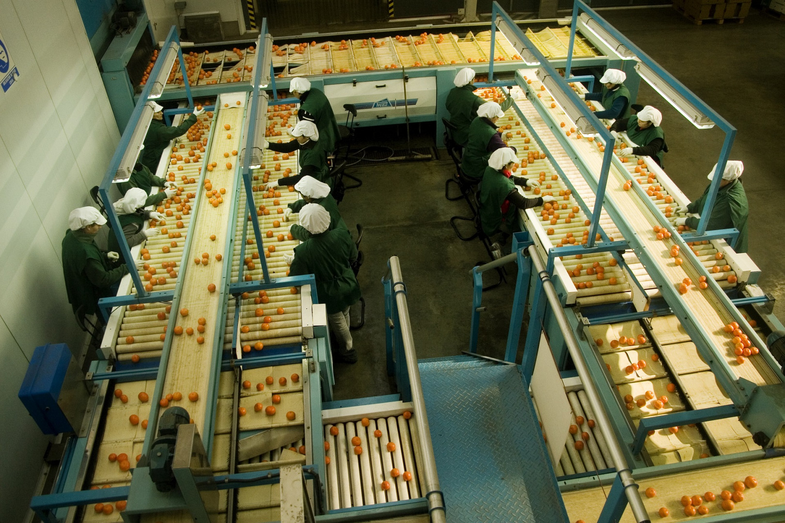 Trabajadores en una línea de empaque de cítricos. Imagen de archivo difundida por Senasa el 20/10/2026; fecha de captura y establecimiento no informados.