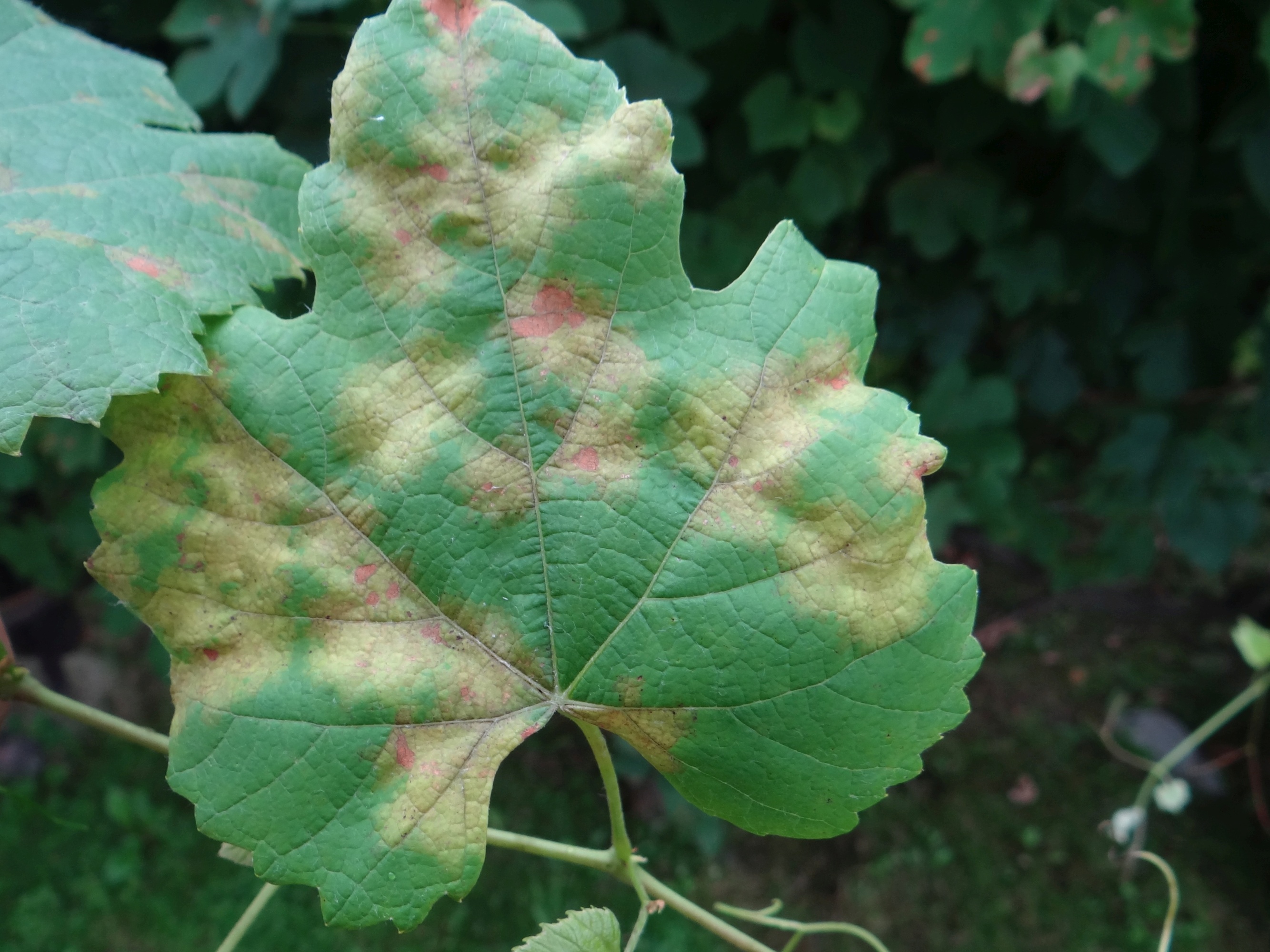 Hoja de vid con síntomas de Plasmopara viticola, fotografiada por Jerzy Opioła el 15 de agosto de 2016; referencia técnica de archivo, no un cultivo sanjuanino relevado en 2026.