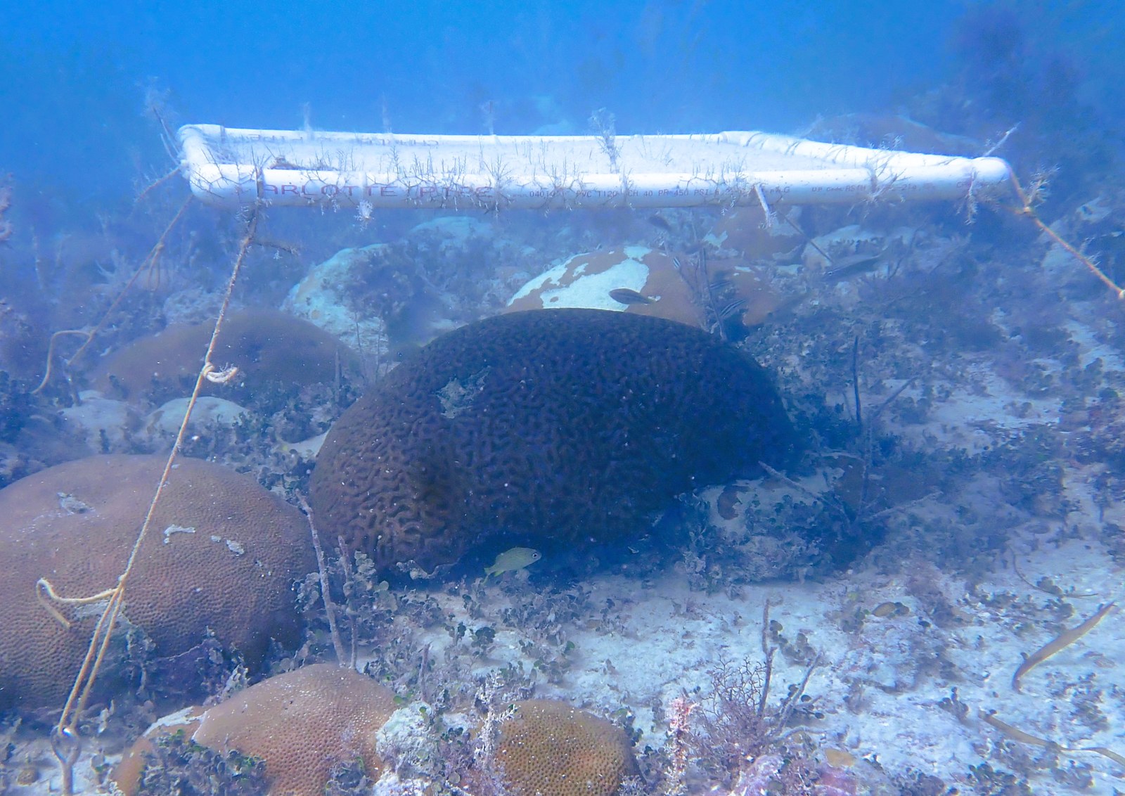 Una estructura flotante de sombreado sobre un coral en el ensayo de los Cayos de Florida realizado en 2024; fotografía de Karen Neely difundida con el estudio.