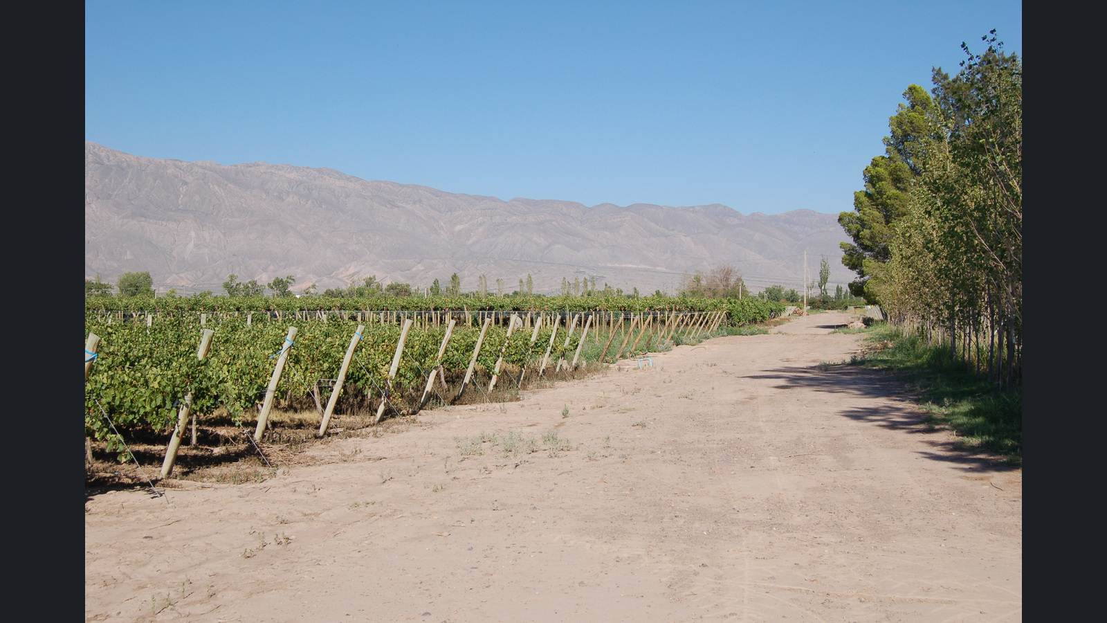 Viñedos y camino rural en Pocito, San Juan, con una cadena montañosa al fondo. Fotografía de archivo de 2011, sin relación identificada con las empresas de la noticia. Presentación 16:9 con fotografía completa y márgenes neutros.