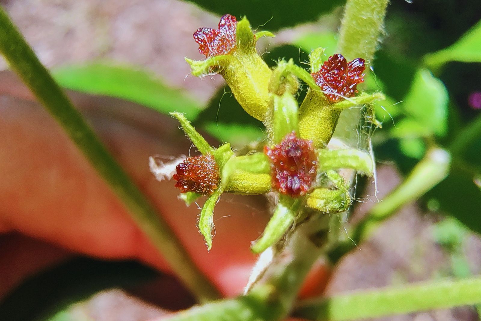 Detalle de flores de pecán difundido por el INTA con su investigación sobre identificación de cultivares el 21 de octubre de 2026. Fecha de toma no informada.