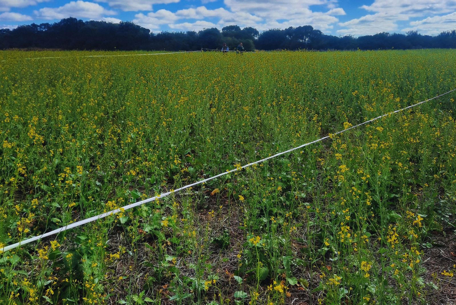 Parcela de mostaza en floración en la fotografía que acompaña la comunicación del INTA sobre ensayos biofumigantes, publicada el 9 de octubre de 2026. No se identifica fecha exacta de toma.