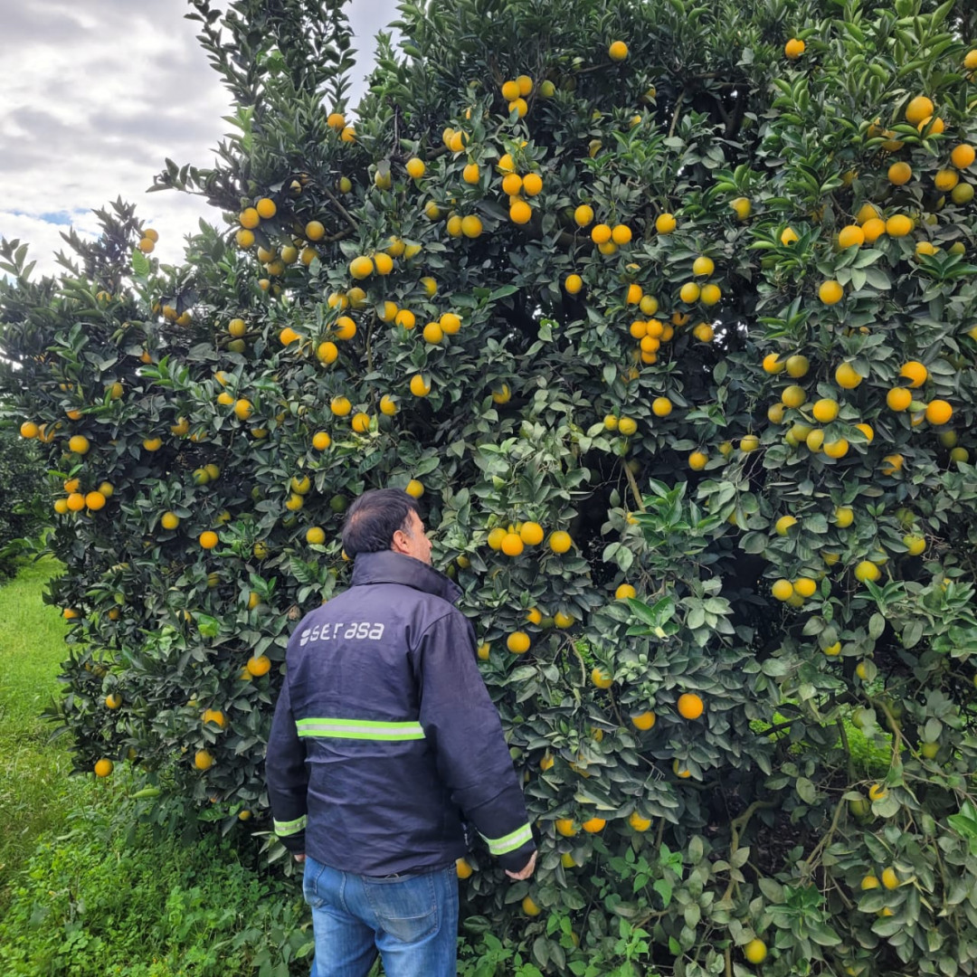 Un trabajador con indumentaria del Senasa observa árboles con cítricos en una finca; fotografía que acompaña el anuncio de la nueva versión del SITC.