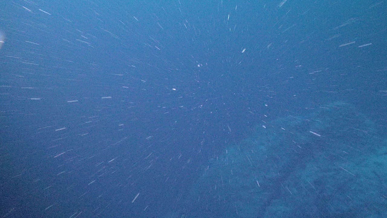 Partículas de nieve marina suspendidas en el océano. Foto de archivo de NOAA; no corresponde al experimento publicado en 2026.