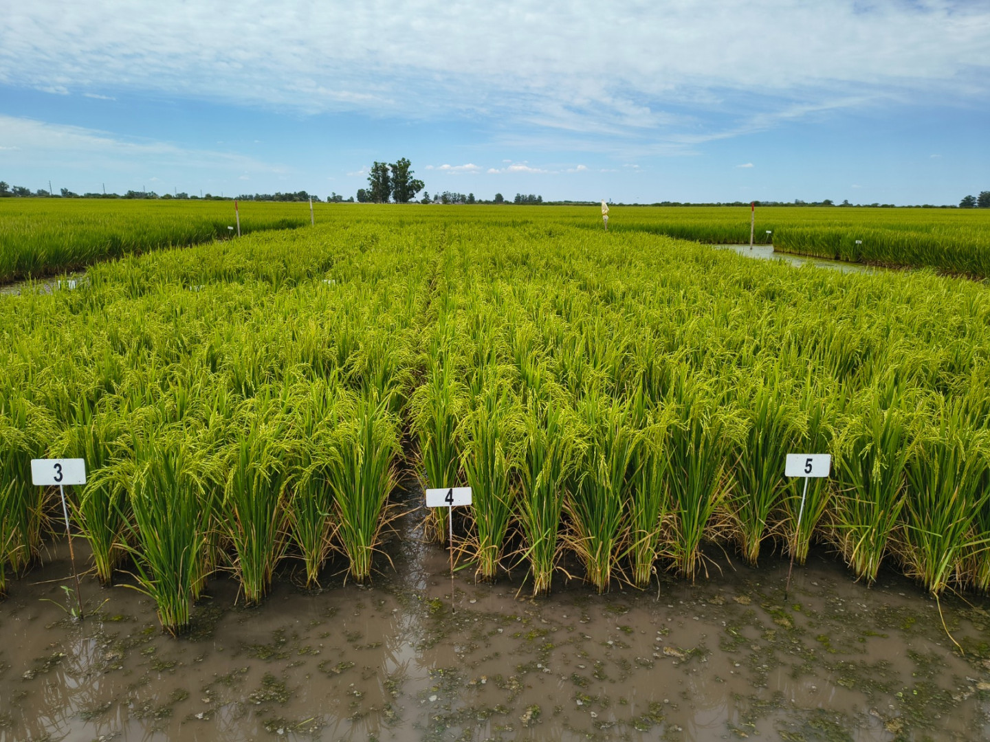 Parcelas experimentales de arroz en la fotografía de INTA Corrientes difundida el 20 de octubre de 2026; fecha de toma no informada.
