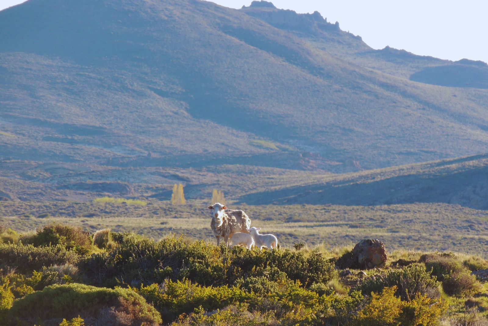 Ovinos en un paisaje patagónico en una fotografía difundida por INTA junto a IPGeo. Fecha y ubicación exactas de toma no informadas; no muestra el funcionamiento de la aplicación.
