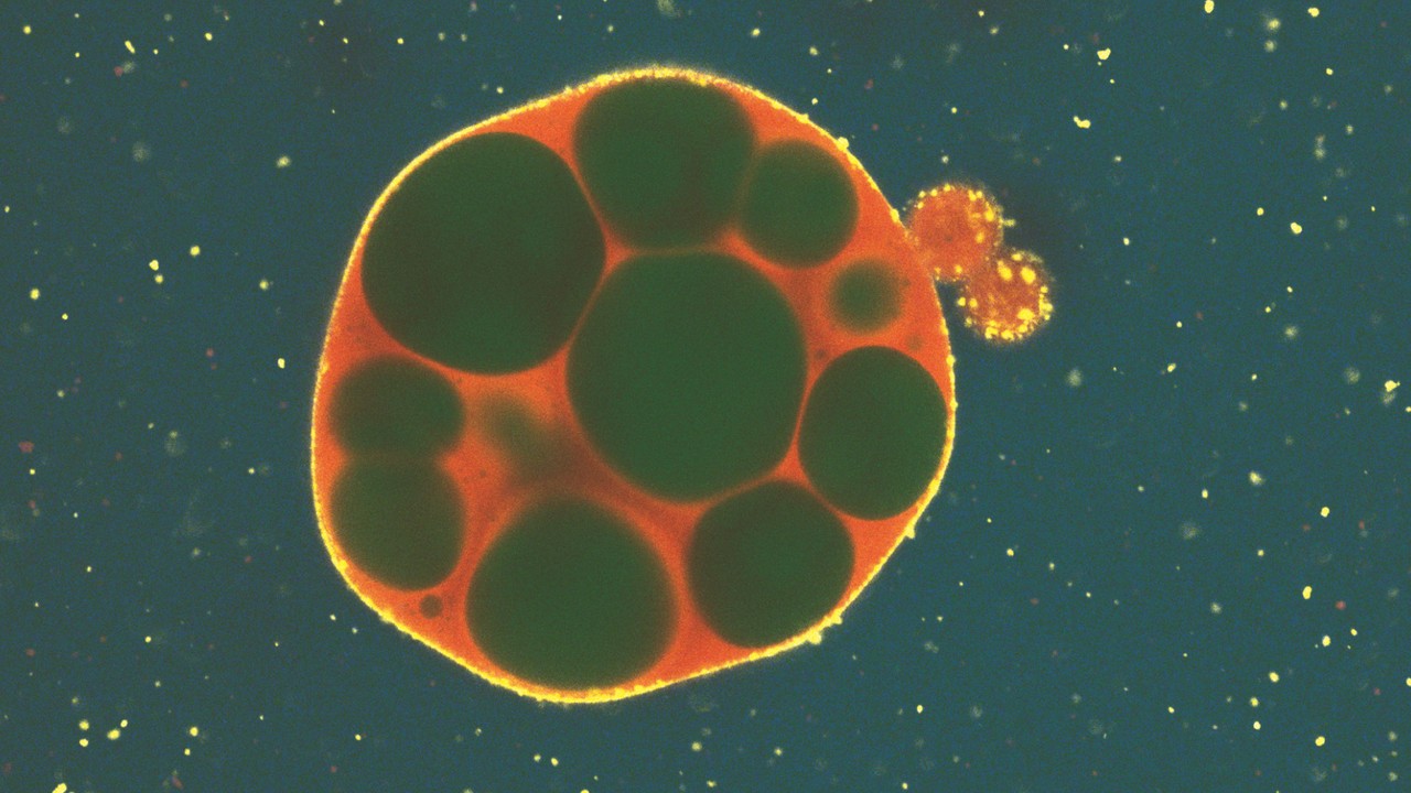 Micrografía experimental de una gota sintética de ARN con cavidades internas, publicada por Heidelberg en octubre de 2026. Los colores muestran señales de fluorescencia; no es una célula natural ni una imagen generada por IA.