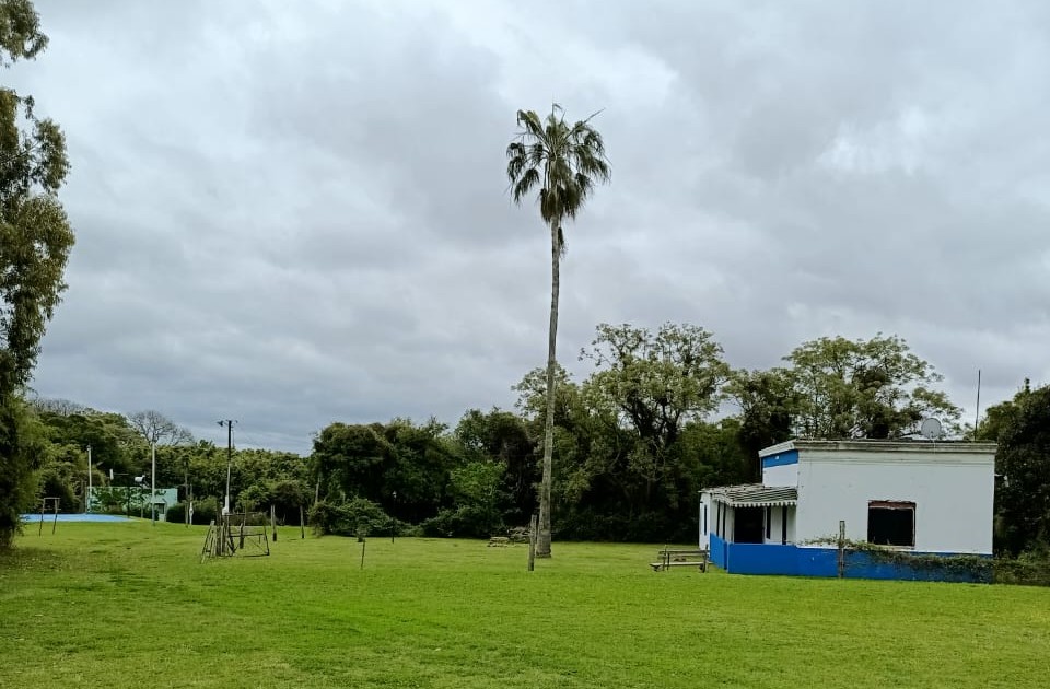 Palmera y entorno de la isla Martín García en una fotografía difundida por Senasa con el informe del 23 de octubre de 2026. No identifica por sí sola un ejemplar infectado.